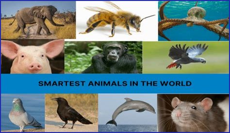 Unveiling The World's Dimmest: Discoveries In Animal Intelligence